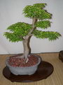 Cut-Leaf Japanese Maple